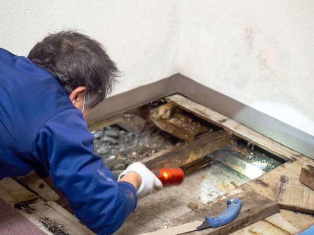 Best Mold Remediation  in Jarales, NM