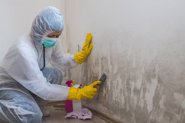 Best Emergency Mold Removal  in Jarales, NM