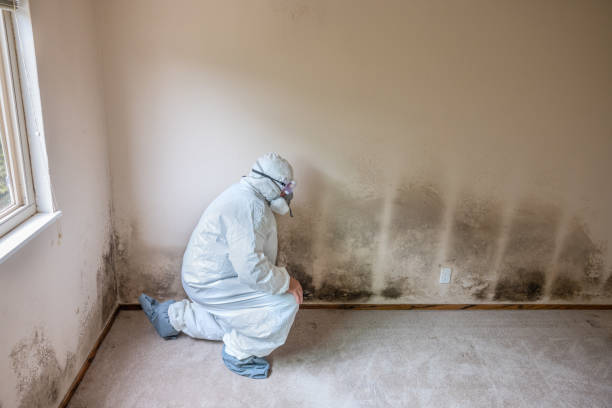 Home Mold Removal in Jarales, NM