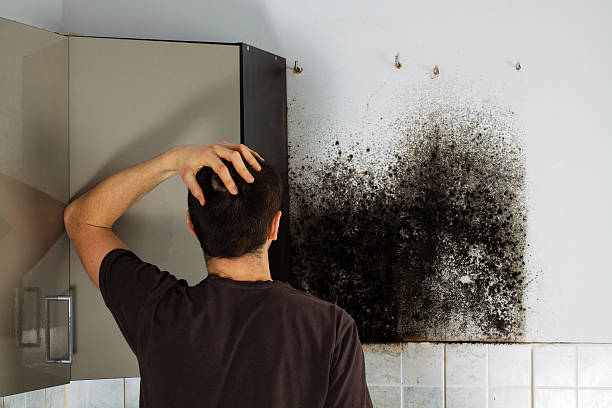 Certified Mold Removal in Jarales, NM